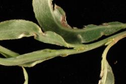 Salix alba. Densely silky-hairy young leaves with leaf galls.
 Image: D. Glenny © Landcare Research 2020 CC BY 4.0